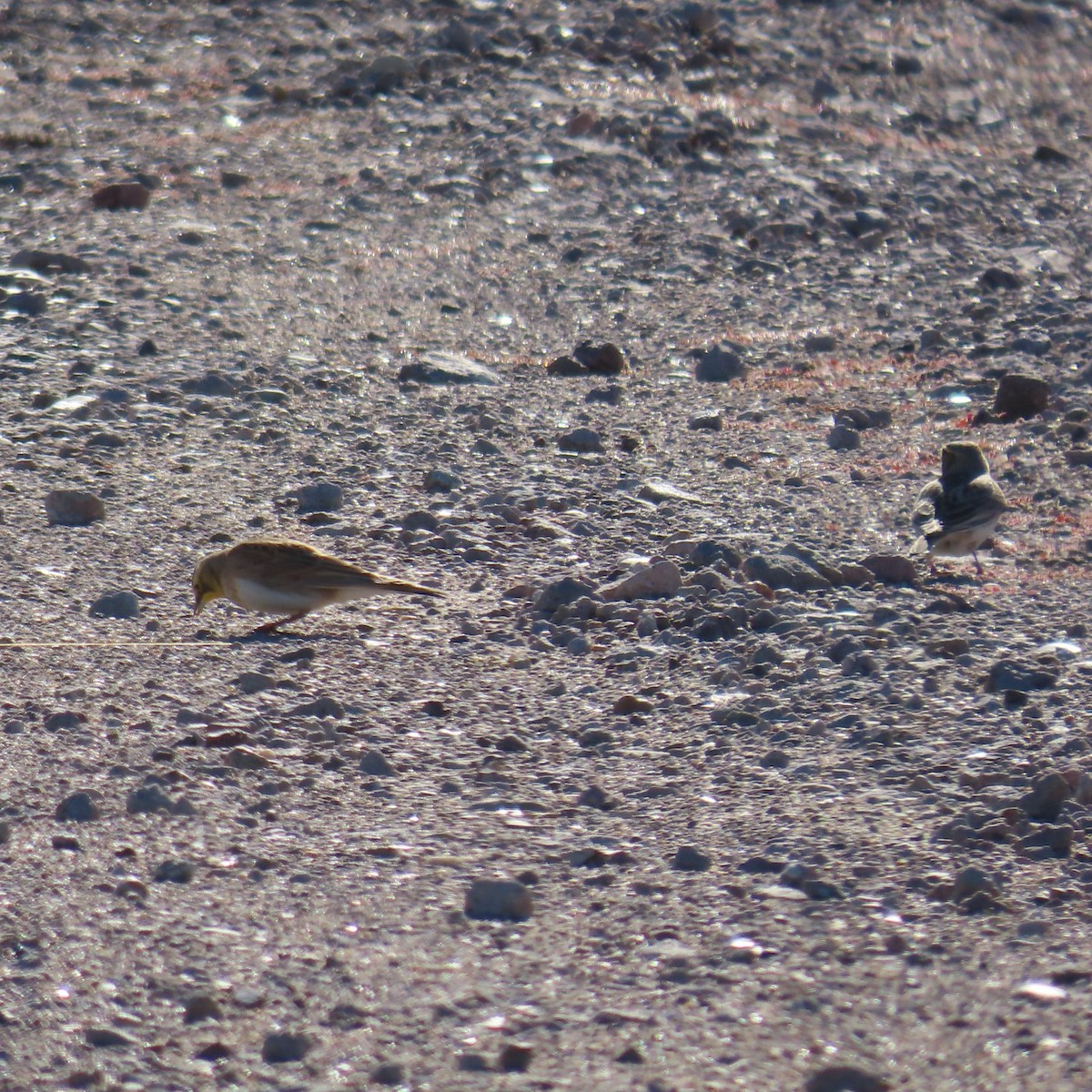 Alondra Cornuda - ML646382664