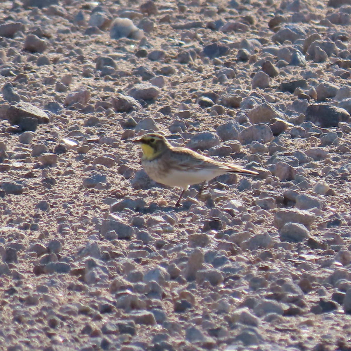 Alondra Cornuda - ML646382665