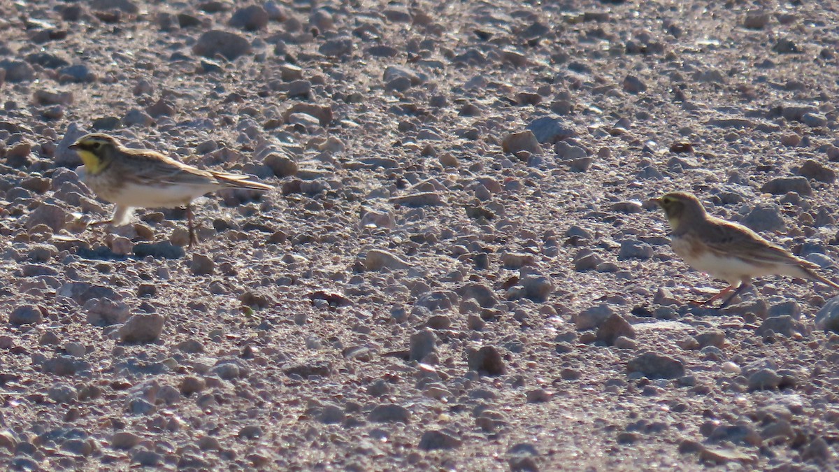 Alondra Cornuda - ML646382666