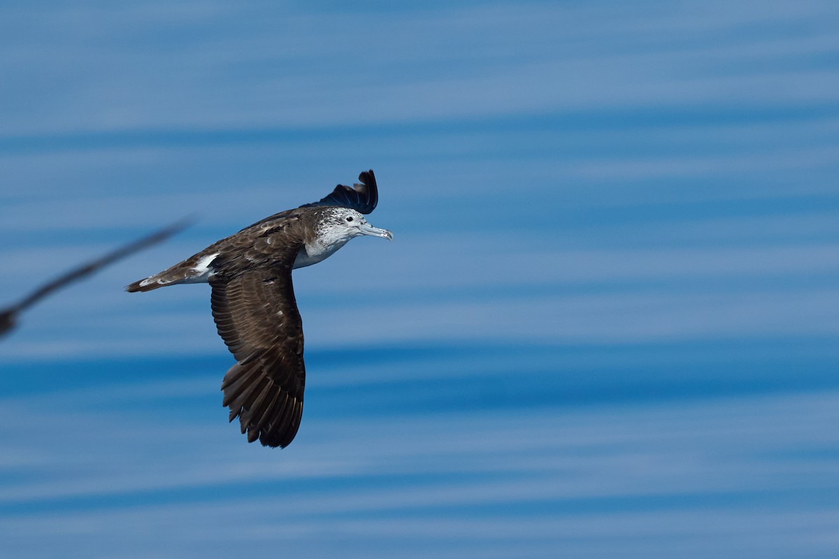 Streaked Shearwater - ML646382667