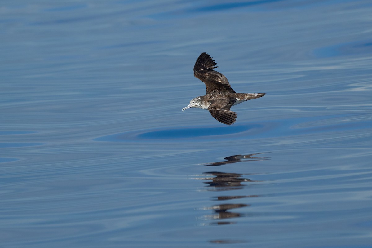 Streaked Shearwater - ML646382668