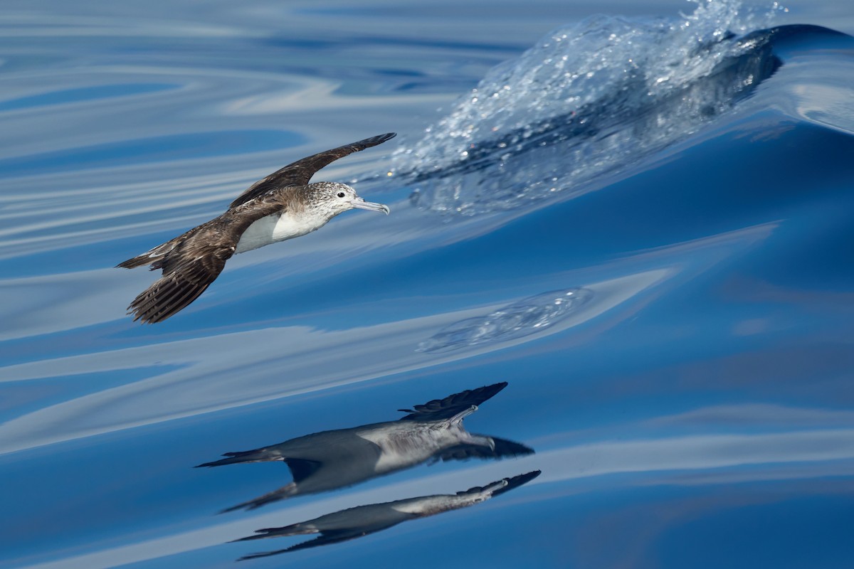 Streaked Shearwater - ML646382669