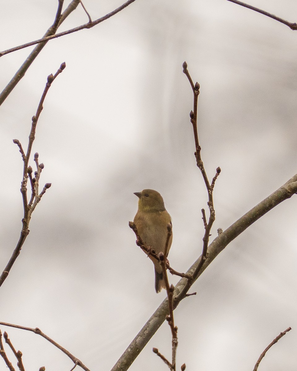 American Goldfinch - ML646382670