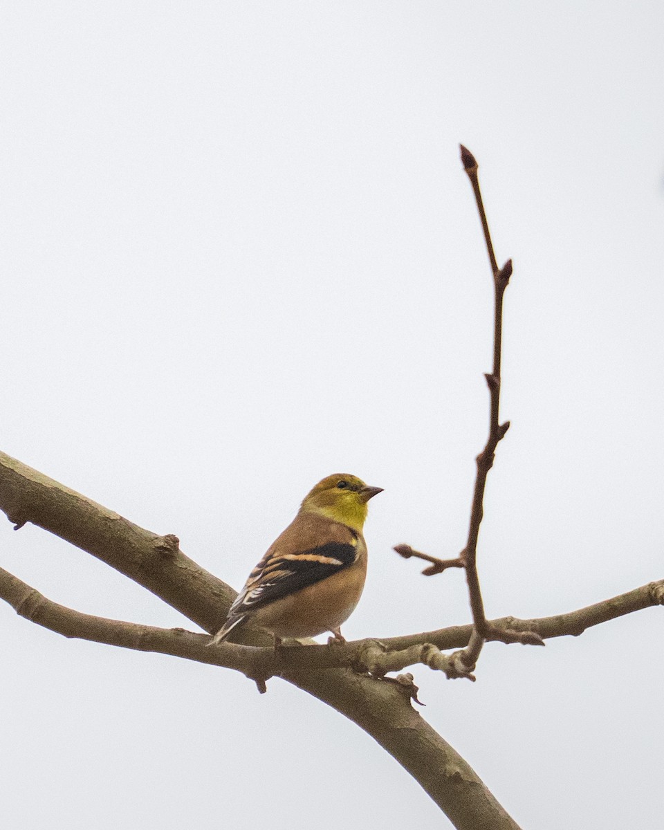 American Goldfinch - ML646382671