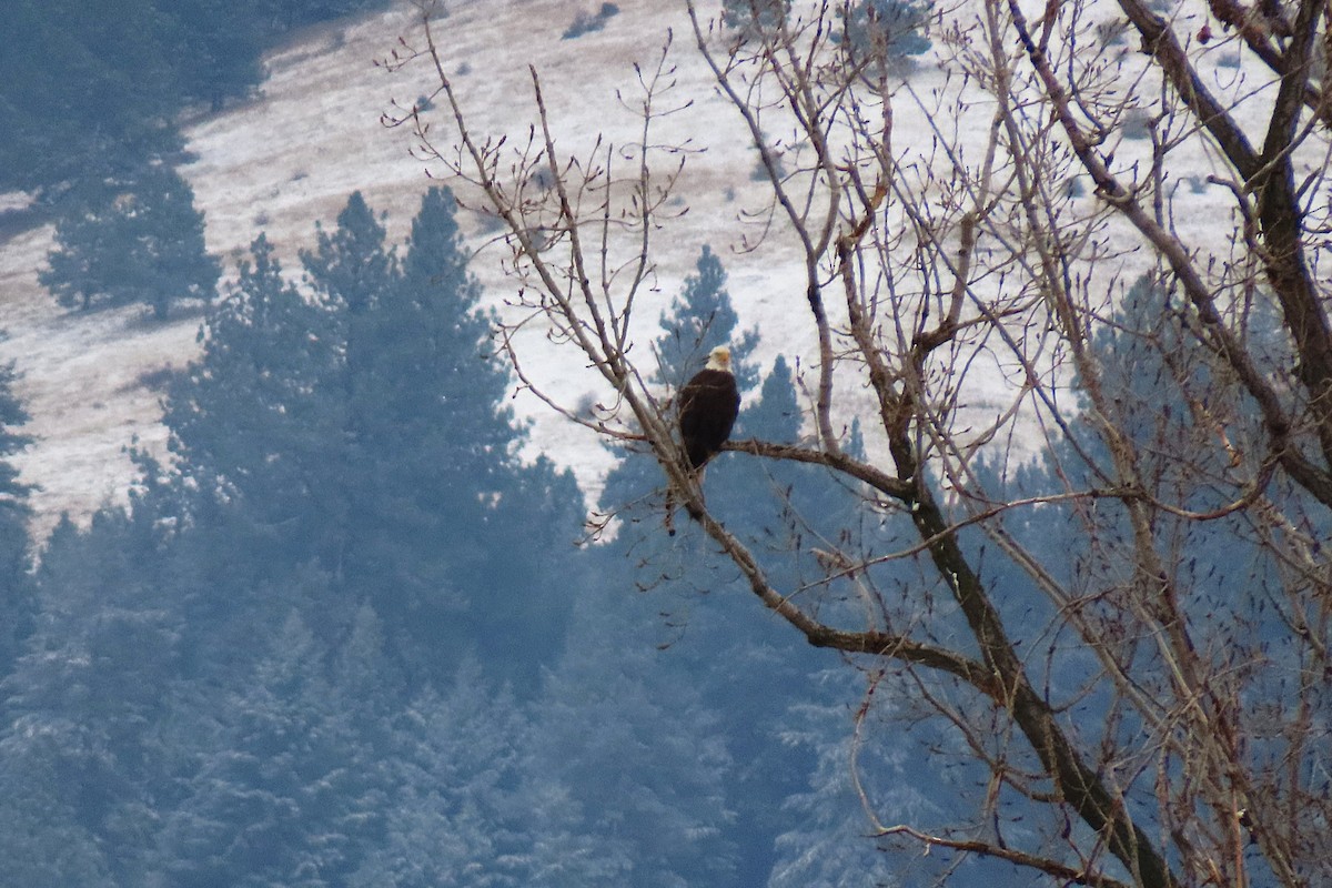 Bald Eagle - ML646382675