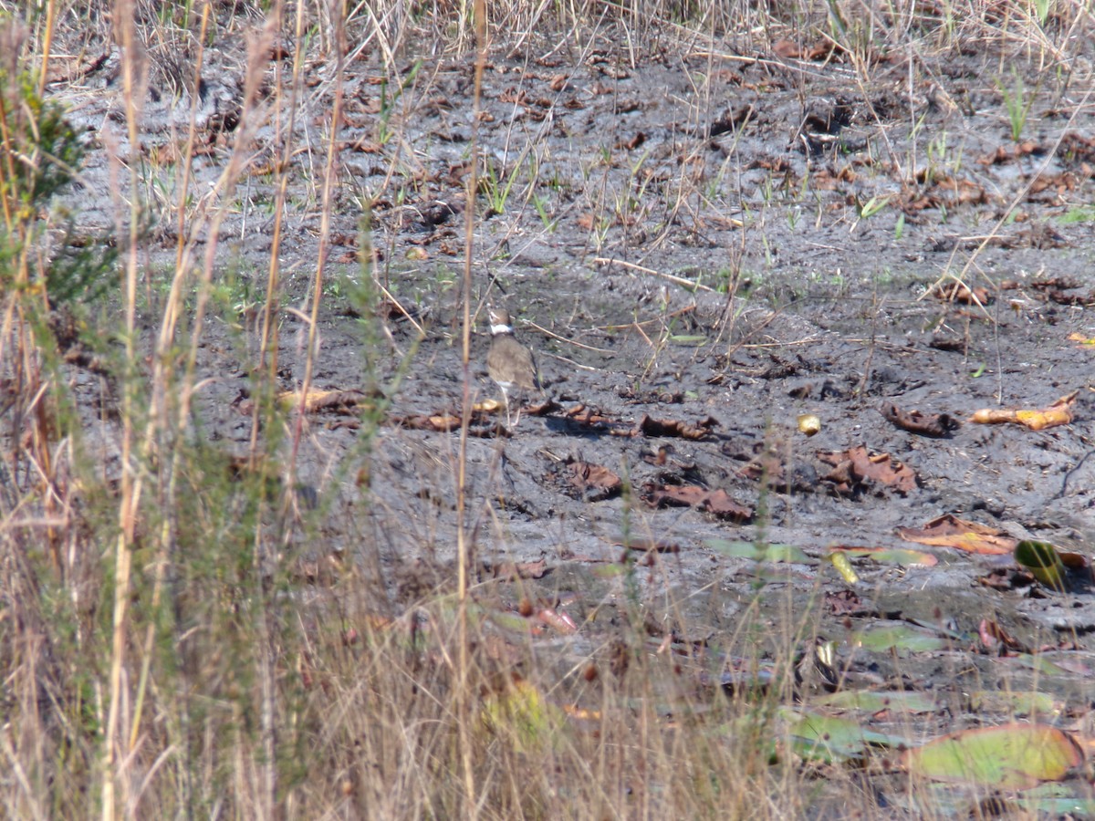 Killdeer - ML646382678