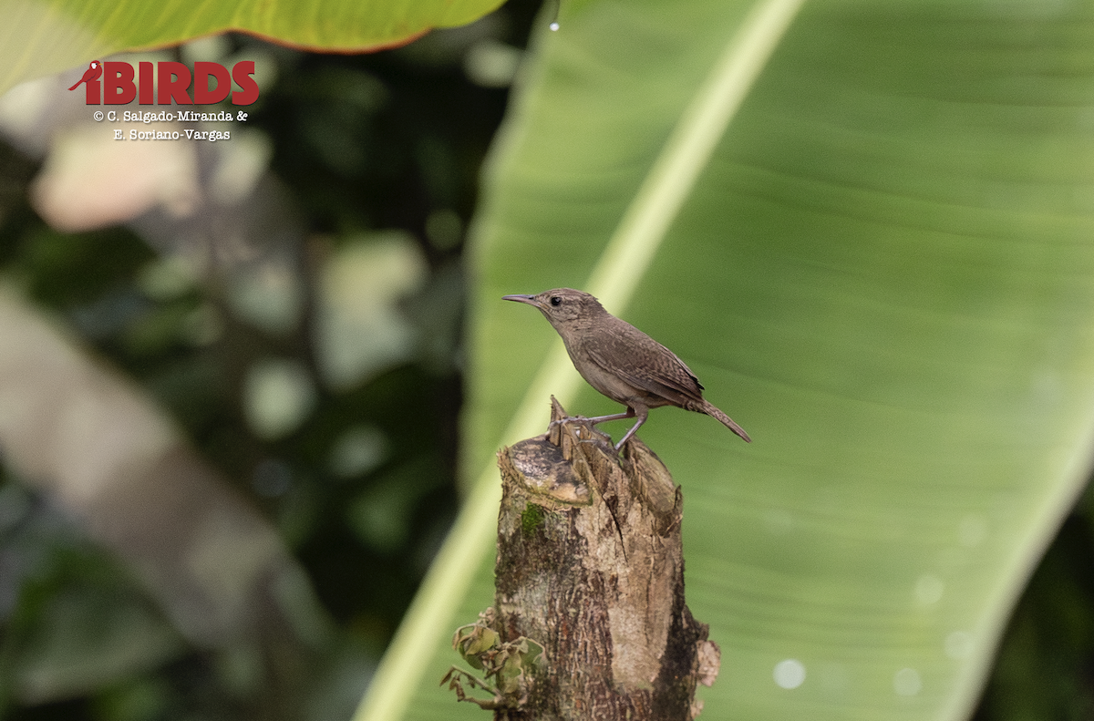 Southern House Wren - ML646382680