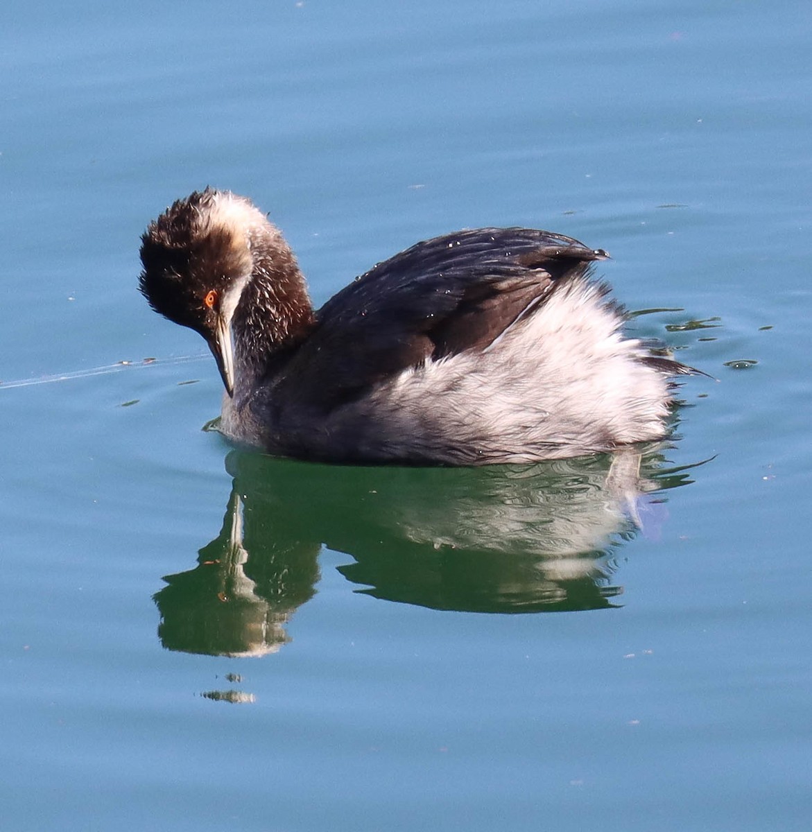 potápka černokrká - ML646382683