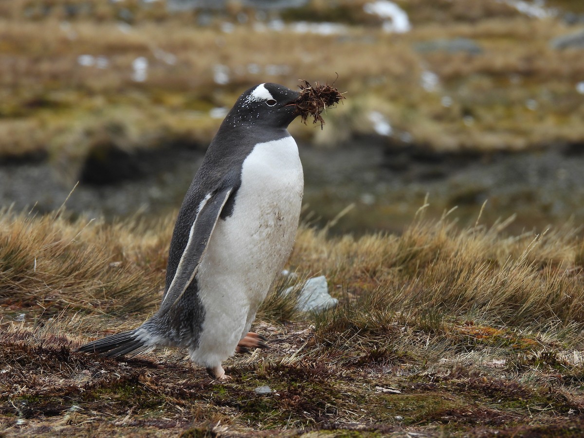 Pingüino Juanito - ML646382684