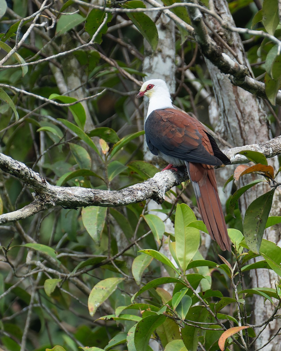 Great Cuckoo-Dove - ML646382685