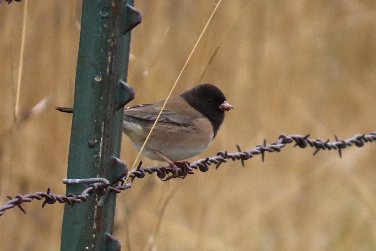 Dark-eyed Junco - ML646382686