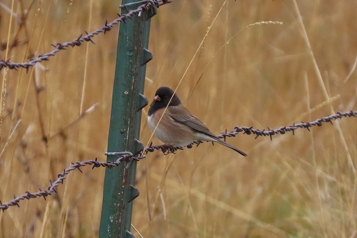 Dark-eyed Junco - ML646382687