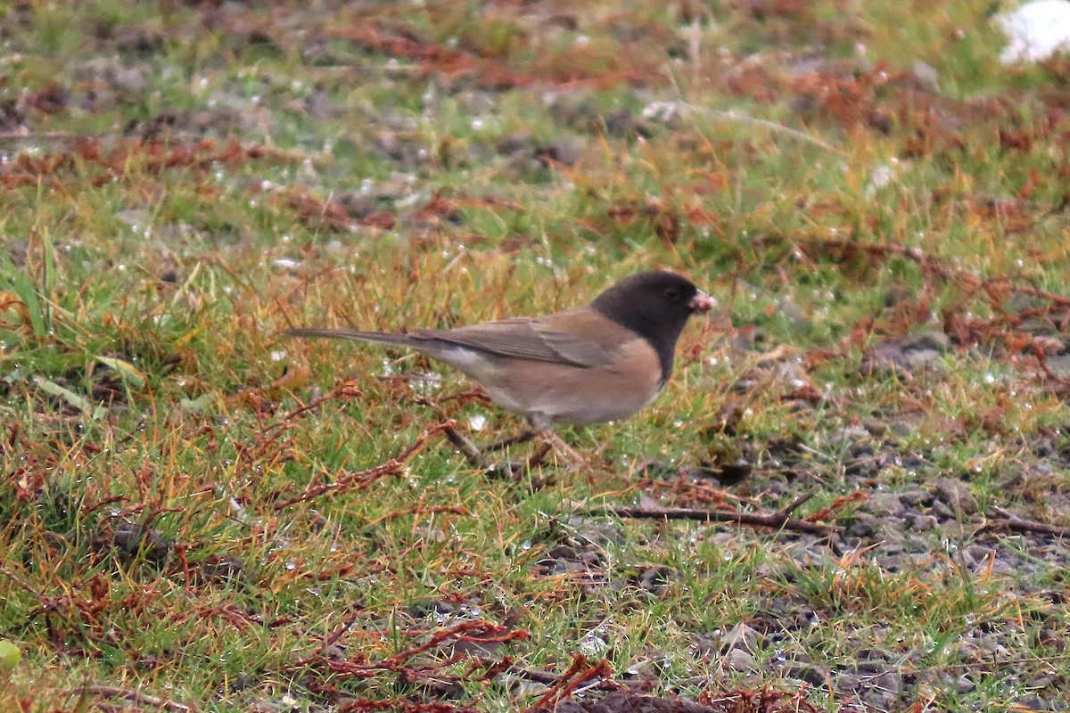 Dark-eyed Junco - ML646382688