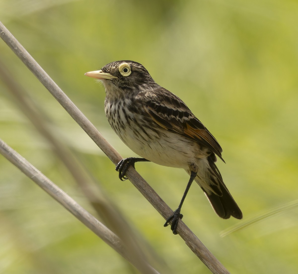 メガネタイランチョウ - ML646382690