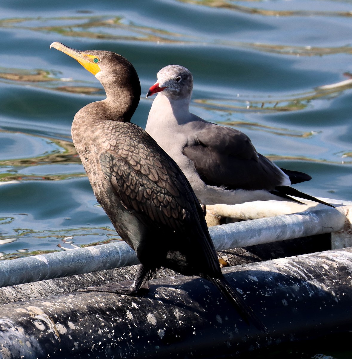 Double-crested Cormorant - ML646382692