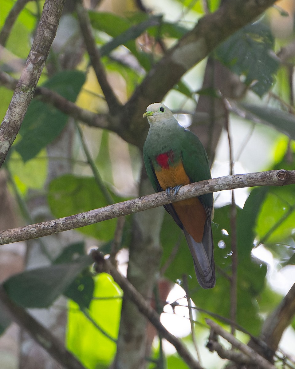 Scarlet-breasted Fruit-Dove - ML646382693