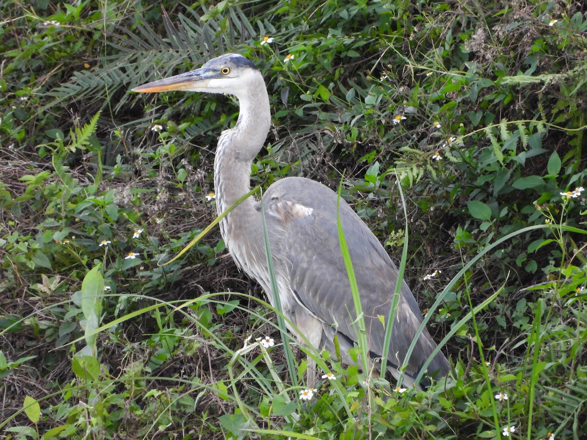 Great Blue Heron - ML646382696