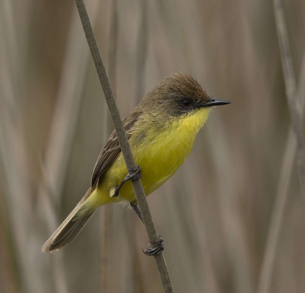 キバラムシクイタイランチョウ - ML646382697