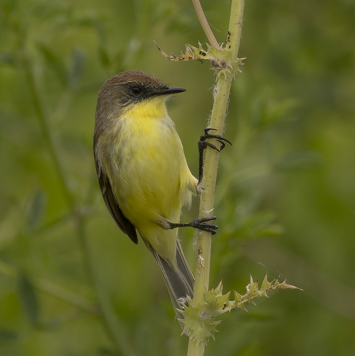 キバラムシクイタイランチョウ - ML646382699