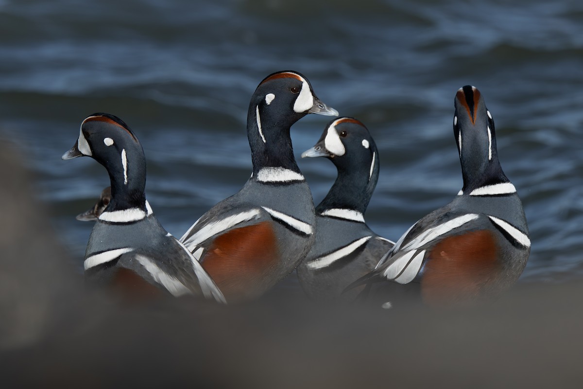 Harlequin Duck - ML646382700