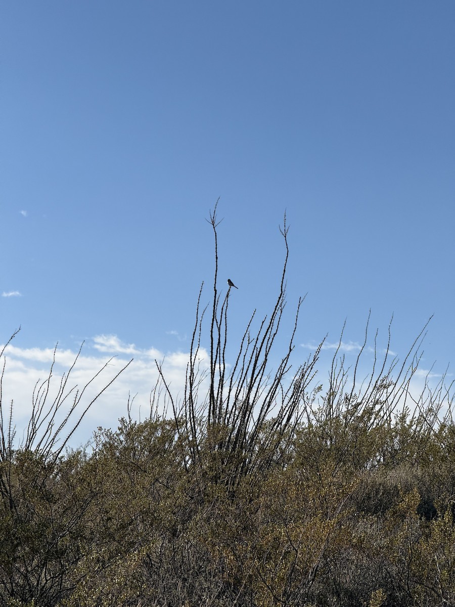 Black-throated Sparrow - ML646382702