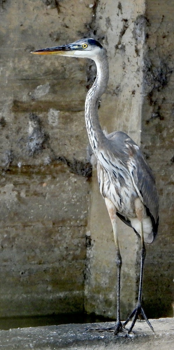 Great Blue Heron - ML646382703