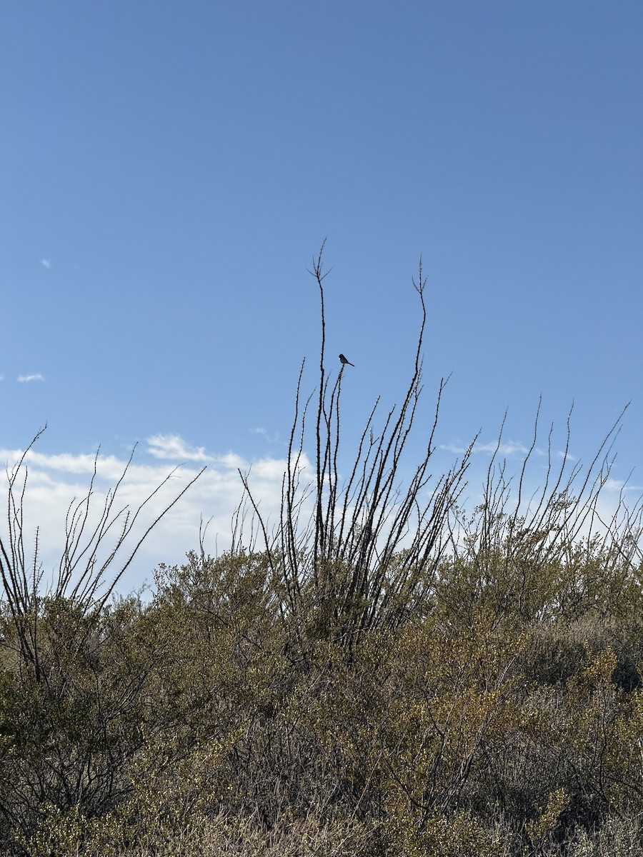 Black-throated Sparrow - ML646382704