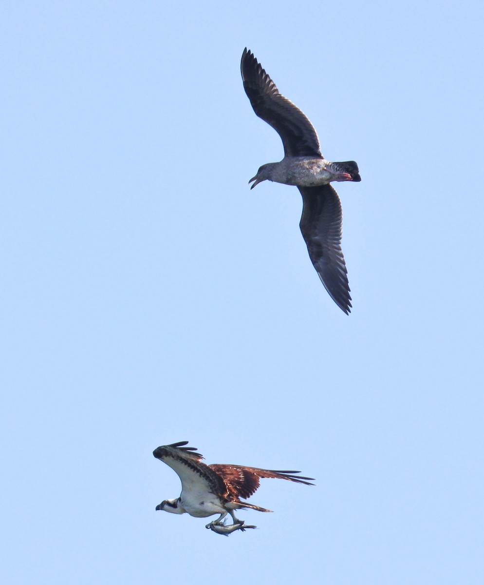 Osprey (American) - ML646382705