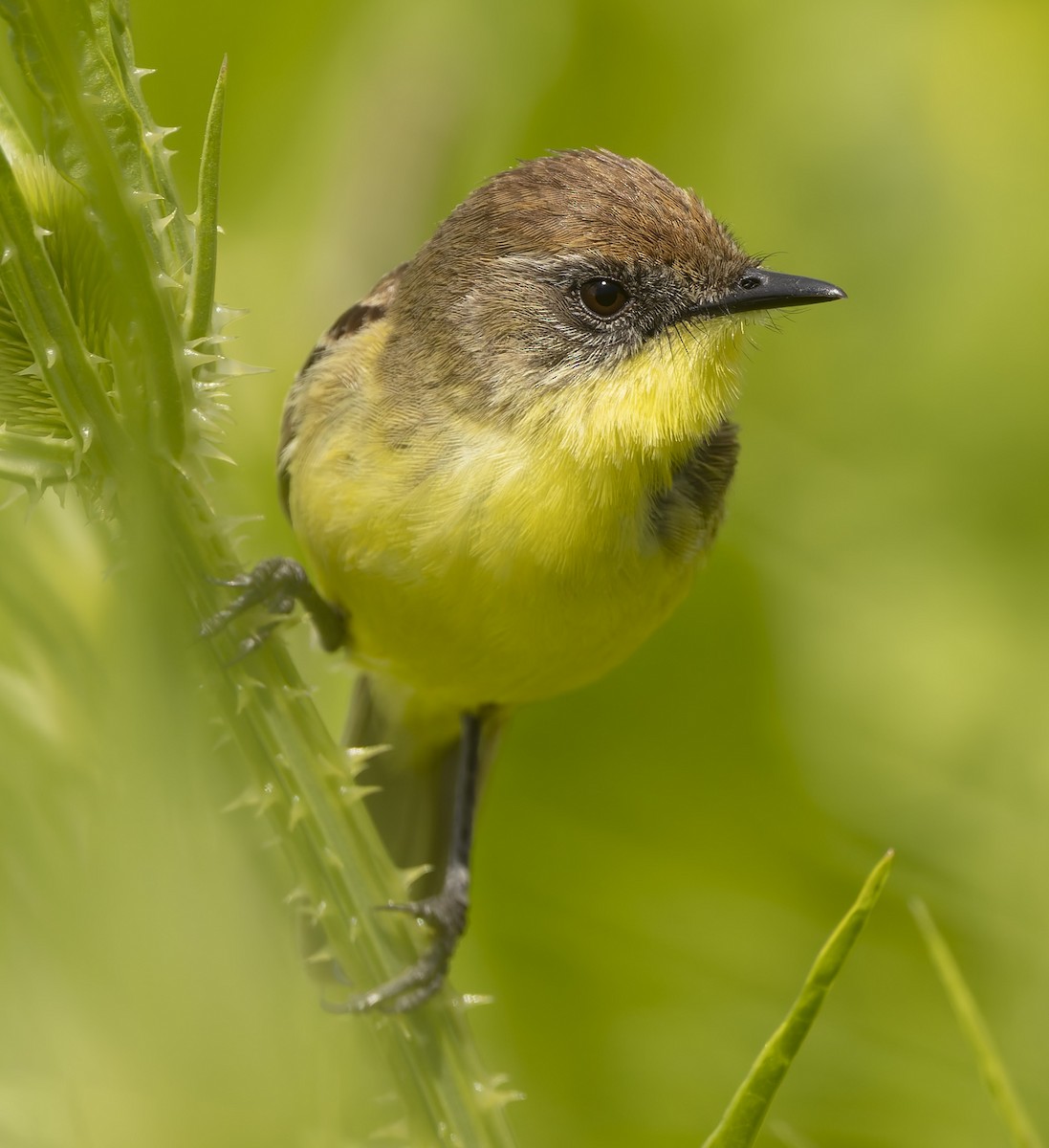 キバラムシクイタイランチョウ - ML646382707