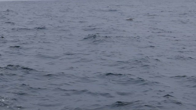 buřňák šedohřbetý - ML646382708