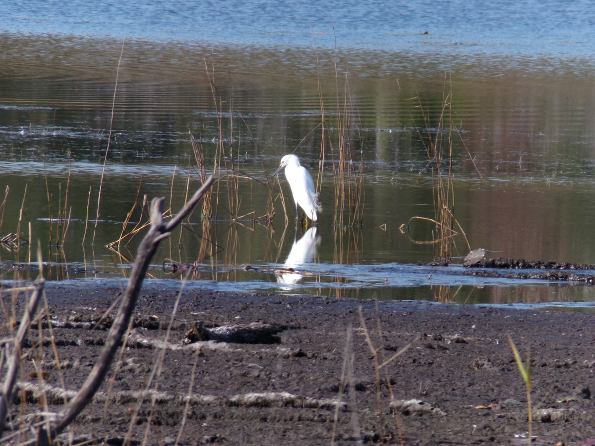 Snowy Egret - ML646382709