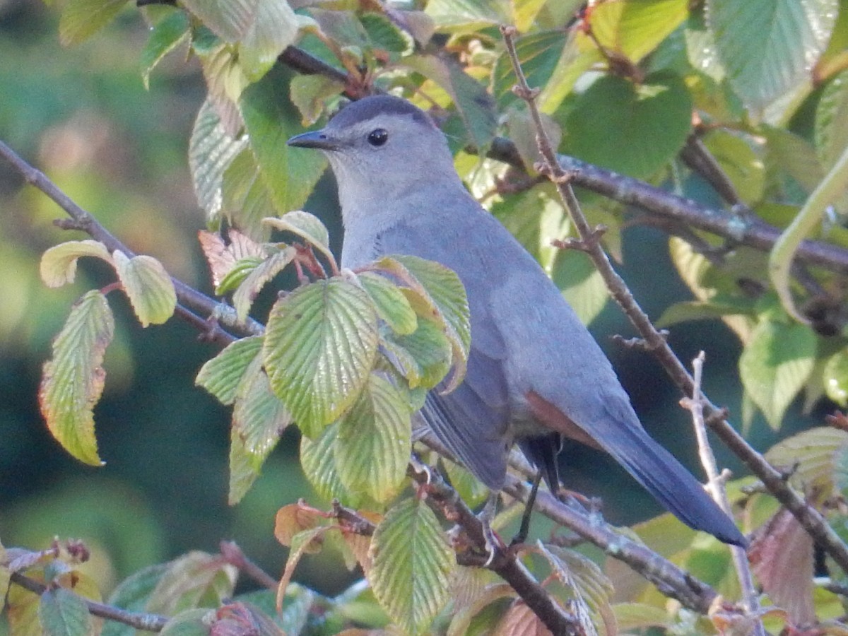 Gray Catbird - ML646382710
