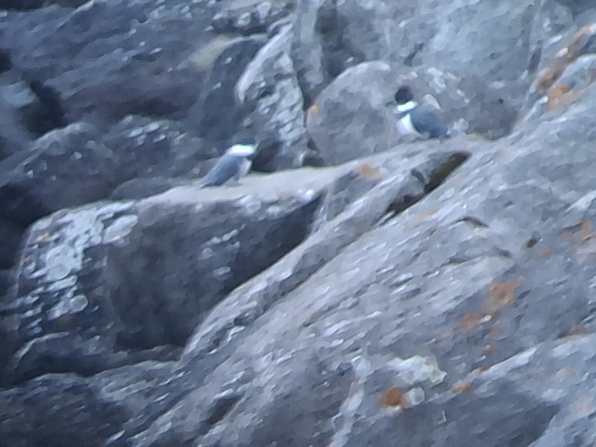 Belted Kingfisher - ML646382711