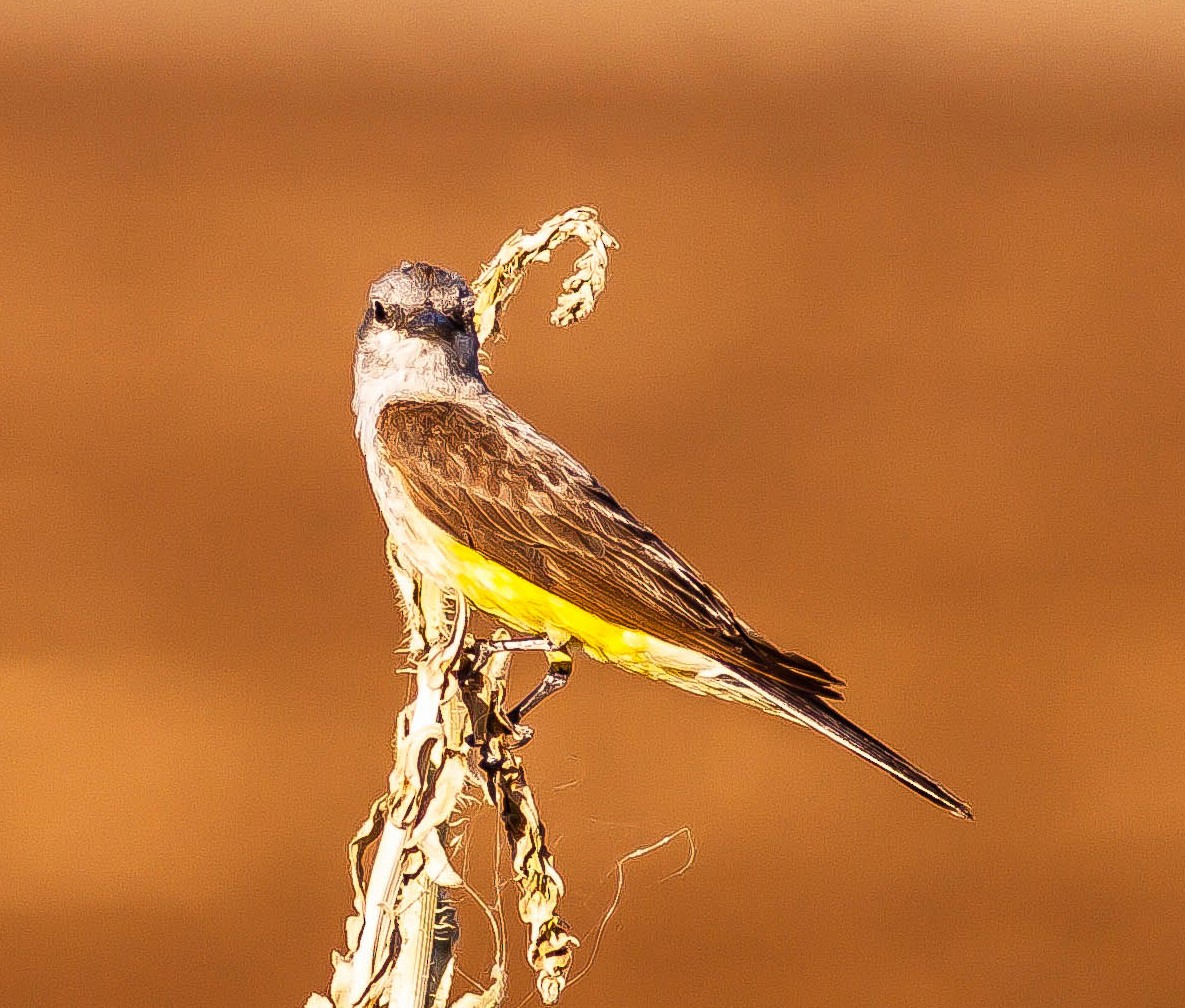 Western Kingbird - ML646382712
