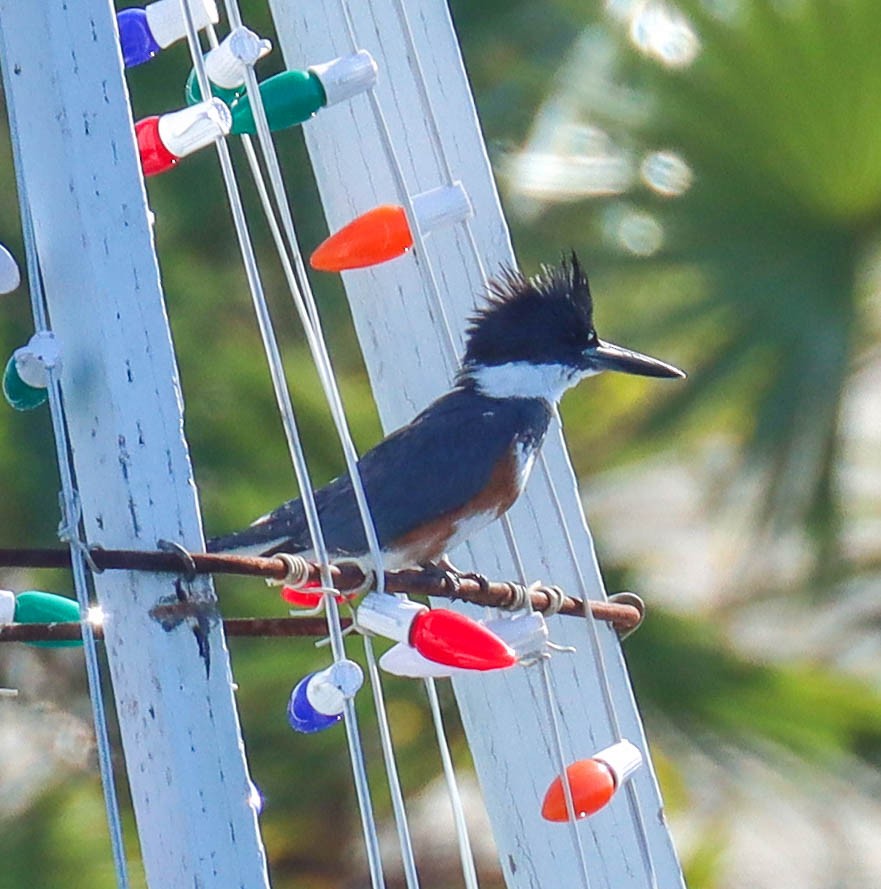 Belted Kingfisher - ML646382713