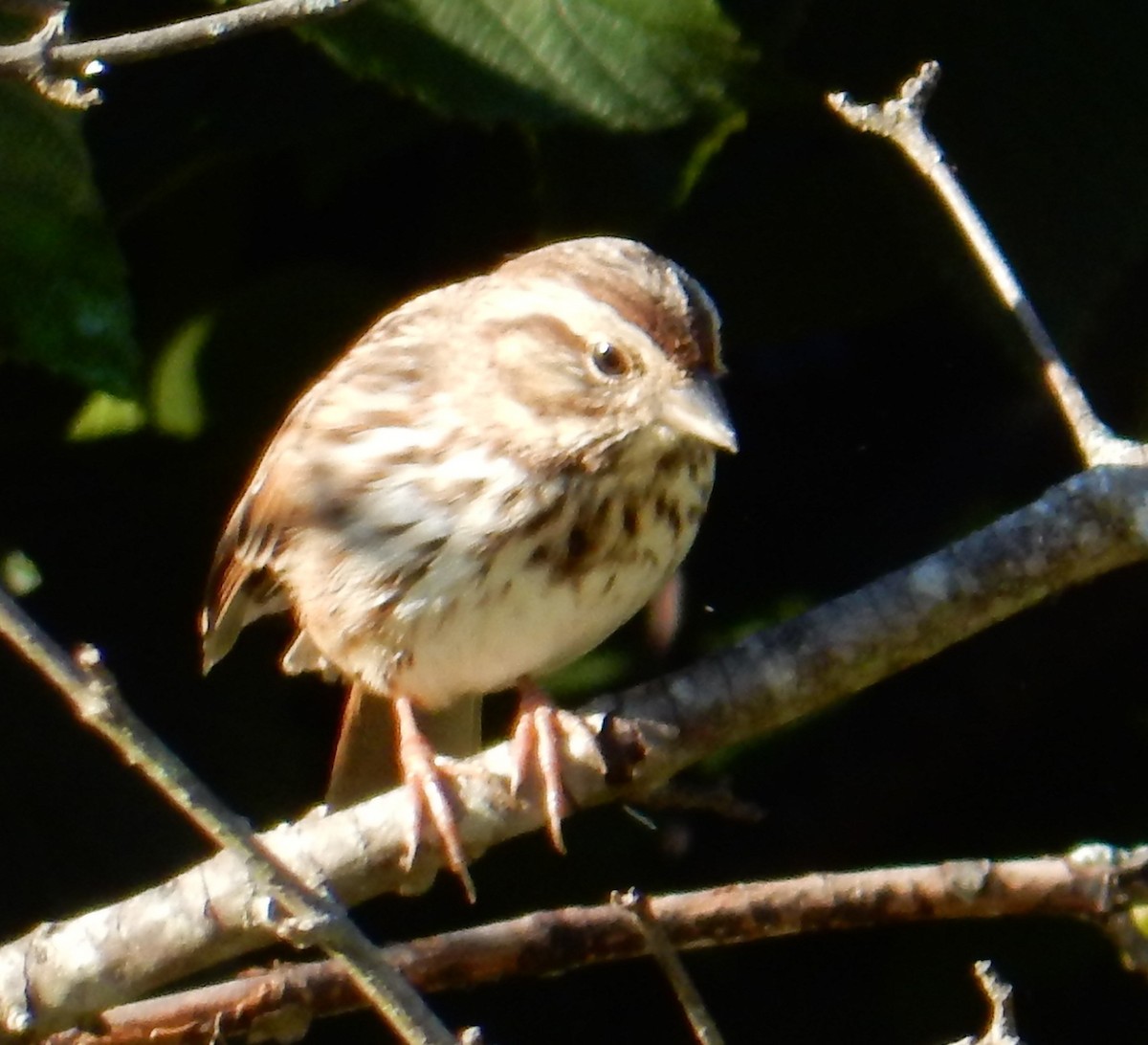 sangspurv - ML646382714