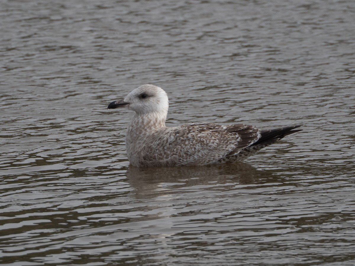 American Herring Gull - ML646382721