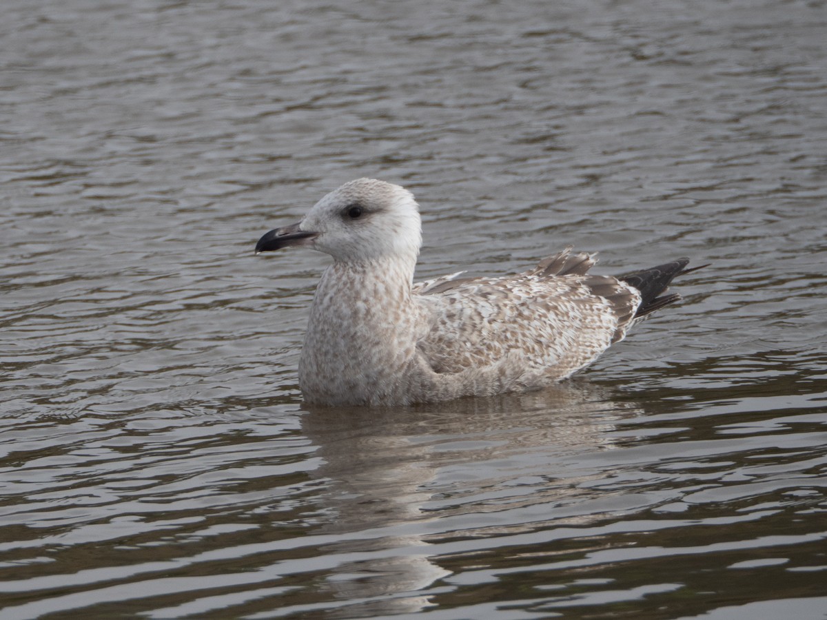 American Herring Gull - ML646382722