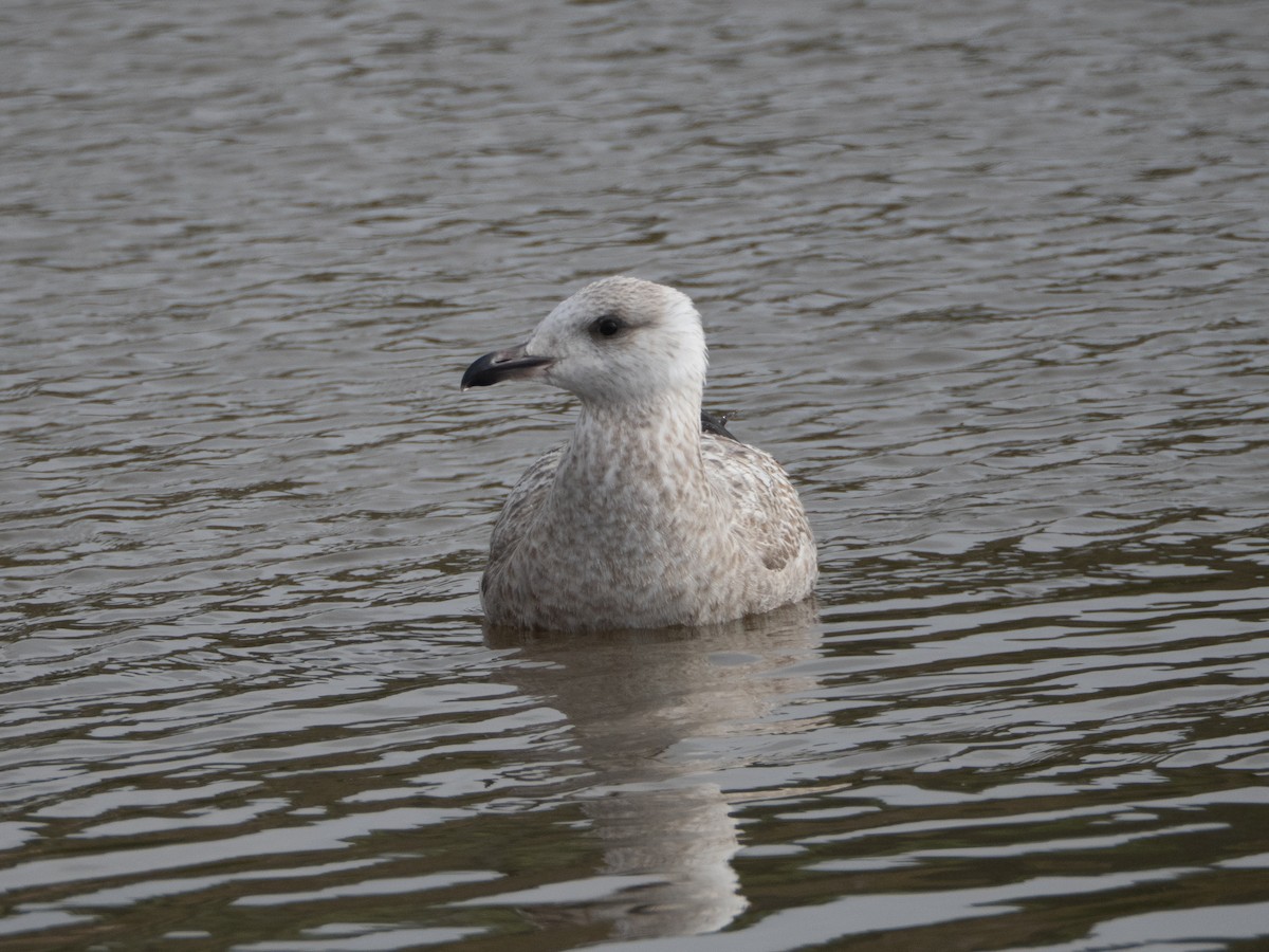 American Herring Gull - ML646382723