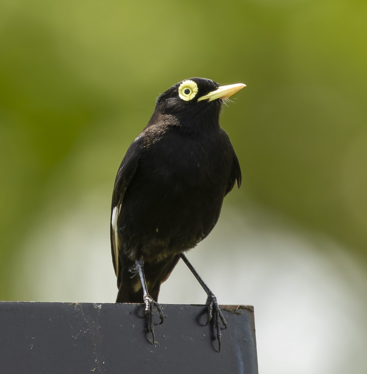 メガネタイランチョウ - ML646382727