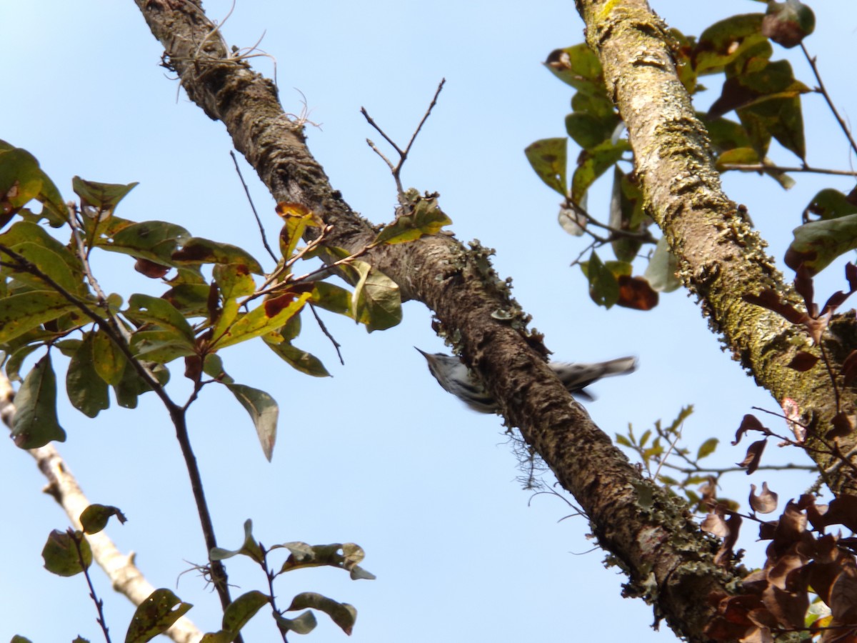 Black-and-white Warbler - ML646382732