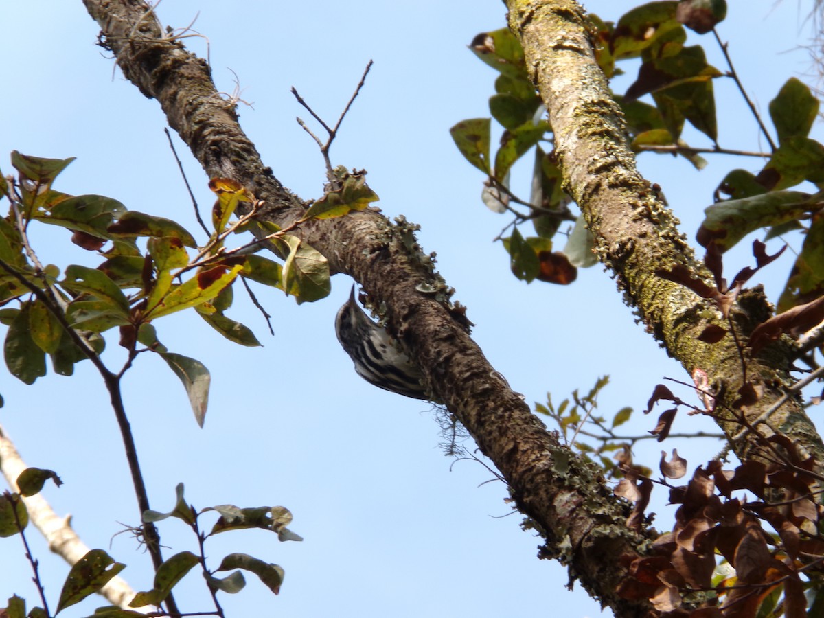 Black-and-white Warbler - ML646382734