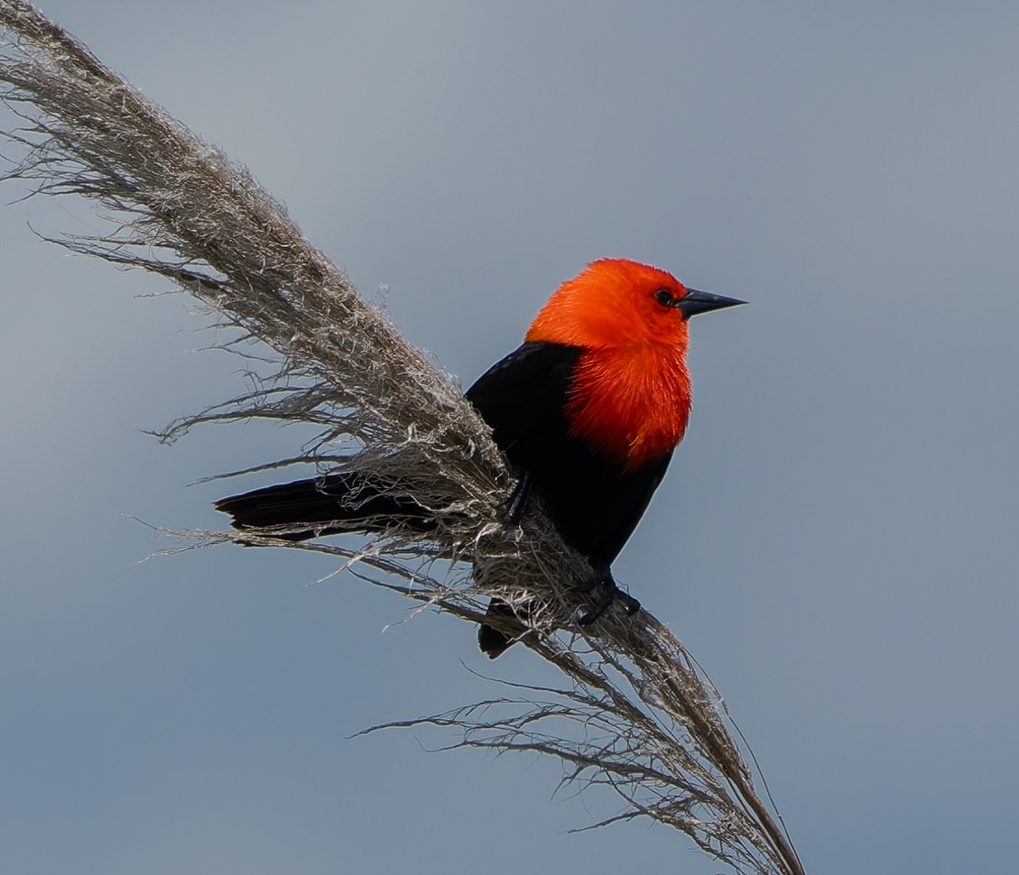 ヒズキンムクドリモドキ - ML646382736