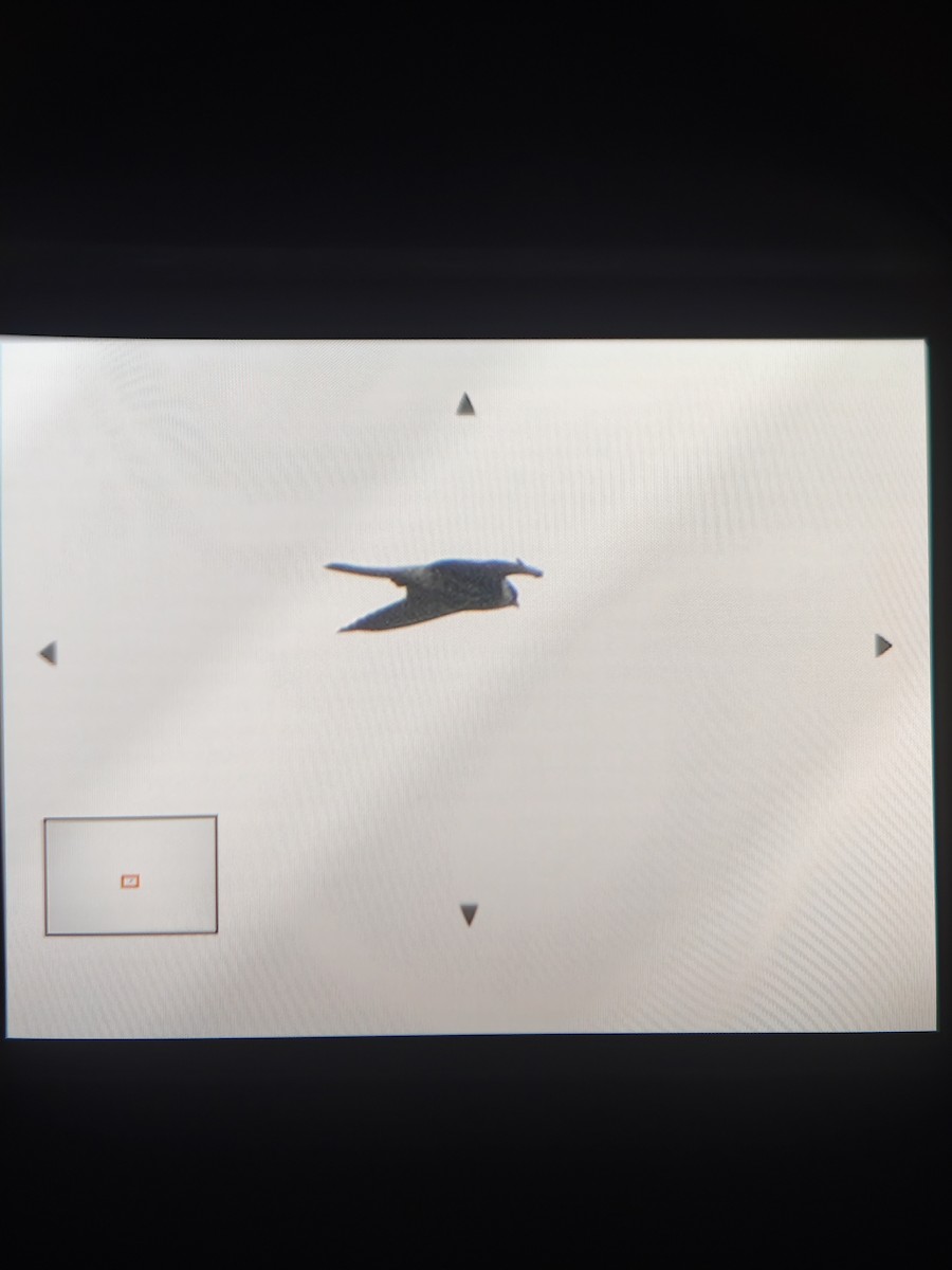 Amur Falcon - ML646382737