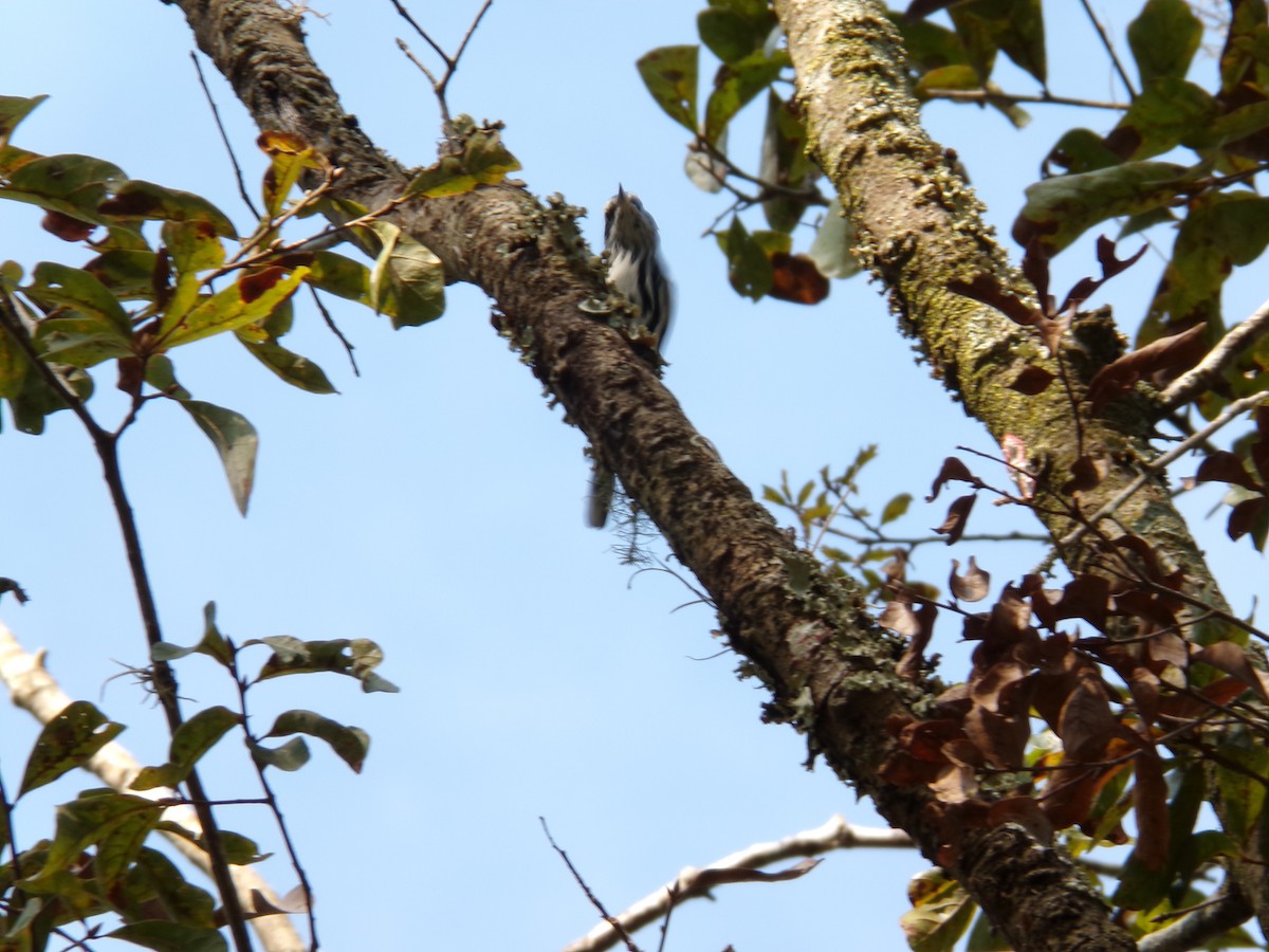 Black-and-white Warbler - ML646382738