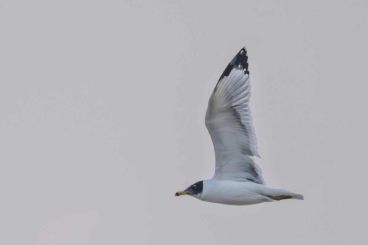 Gavión Cabecinegro - ML646382739