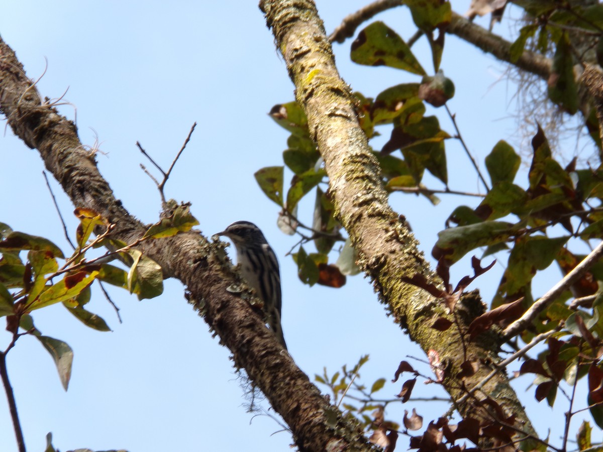 Black-and-white Warbler - ML646382740
