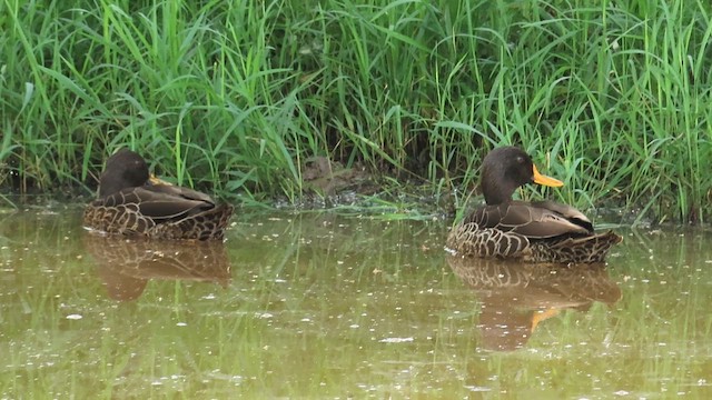 Yellow-billed Duck - ML646382741