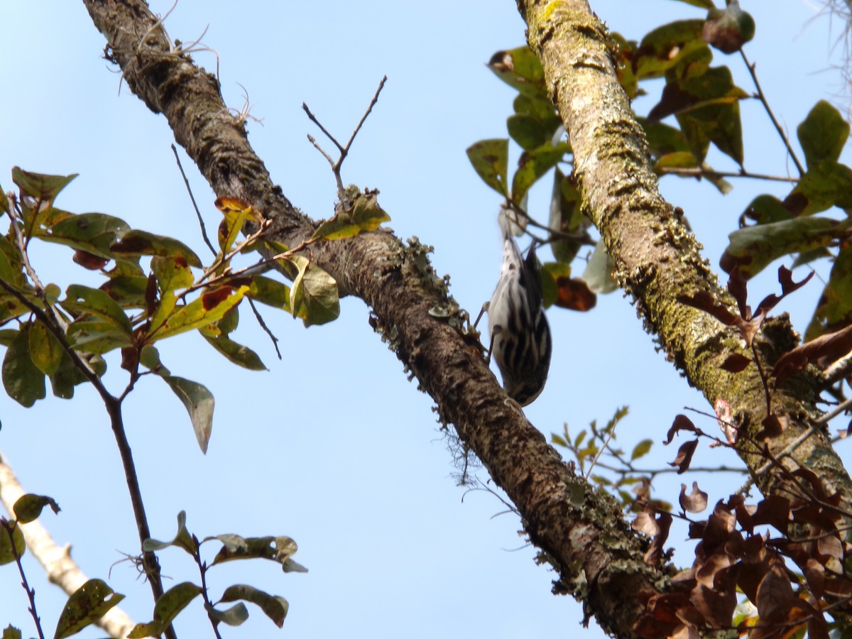 Black-and-white Warbler - ML646382742