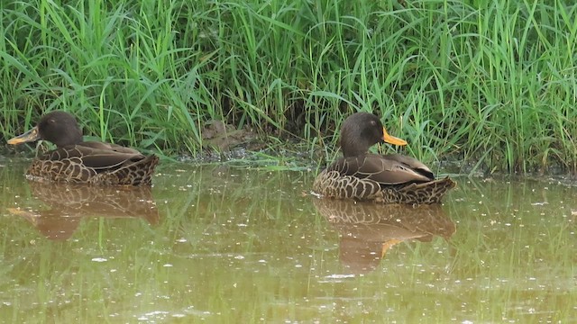 kachna žlutozobá - ML646382749